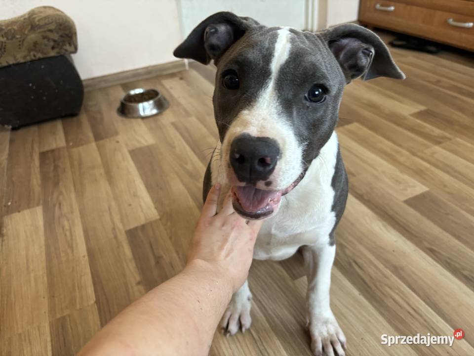 Suczka Amstaff blue American Staffordshire Załawcze