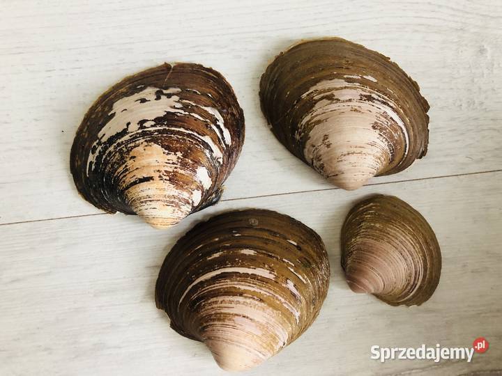 Muszle muszelki muszla ozdobne egzotyczne Łódź