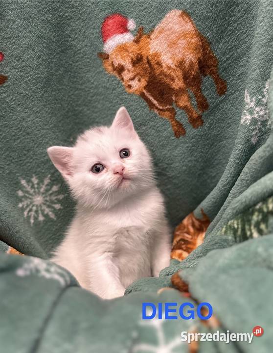 Kot Brytyjski British Shorthair Warszawa