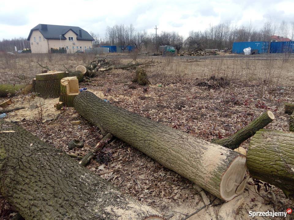 Dęby super Pozostałe Wołomin