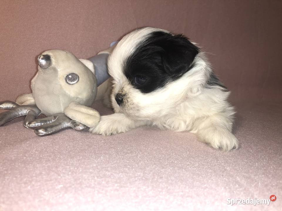SZCZENIAKI Lhasa Apso Championach Polski FCI