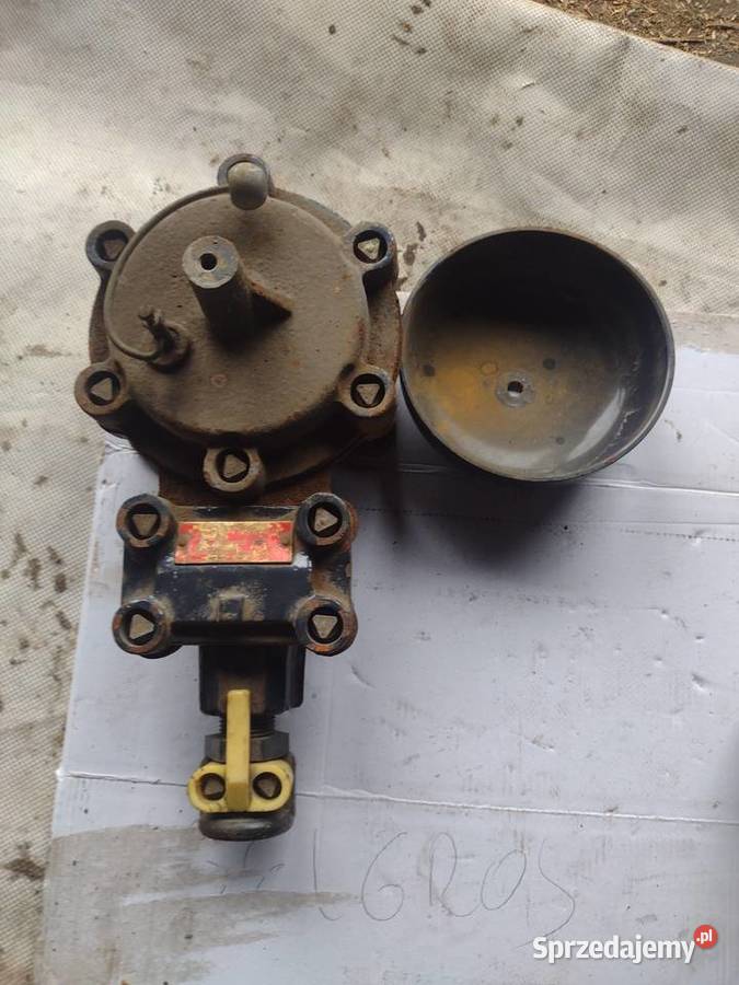 Dzwonek grzechotkowy małopolskie