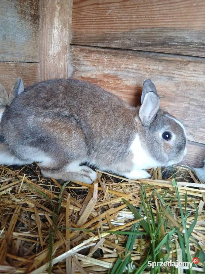 Króliki miniaturki świętokrzyskie