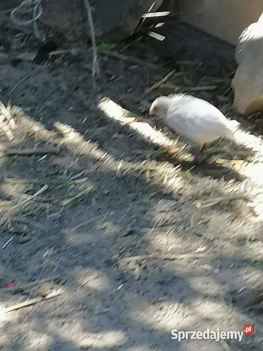 onagadori 3 wielkopolskie Maniewo sprzedam