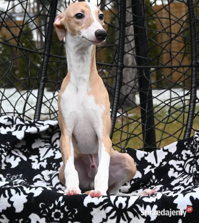 Whippet Chart Angielski Pozostałe Aleksandria