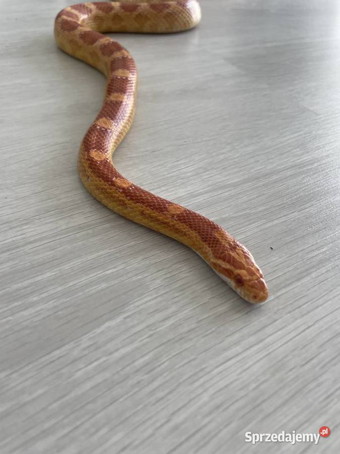 wąż zbożowy odmiana Alemanistic Wrocław