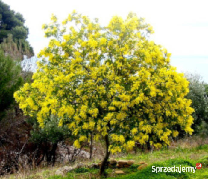 AKACJA SREBRZYSTA Acacia dealbata NASIONA 100g Lubanie