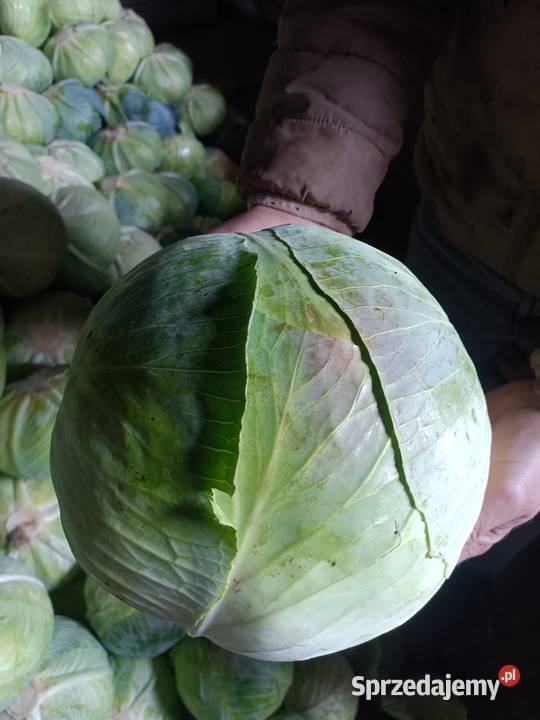 Sprzedam kapustę białą Rośliny okopowe Wiślica