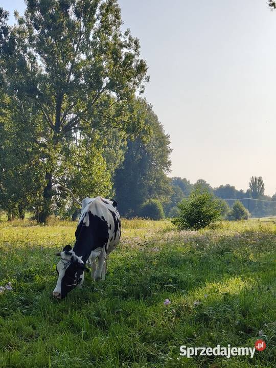 Świeże Mleko Mleko Lelów