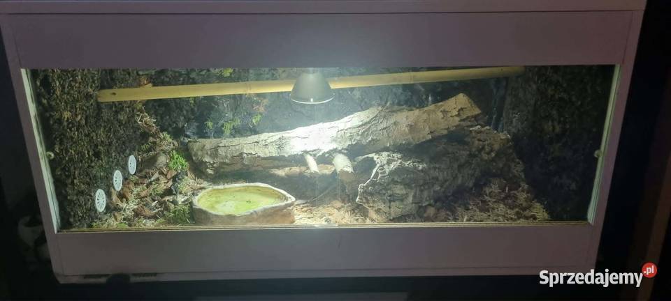 Pyton królewski regius z terrarium Łódź