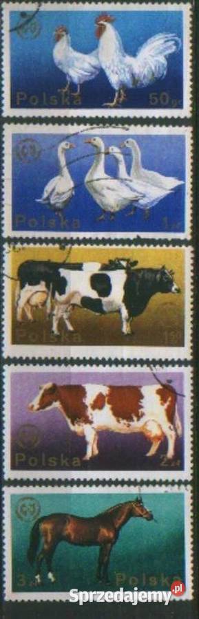 Zn Fi 2231 5 kas 1975 Gliwice