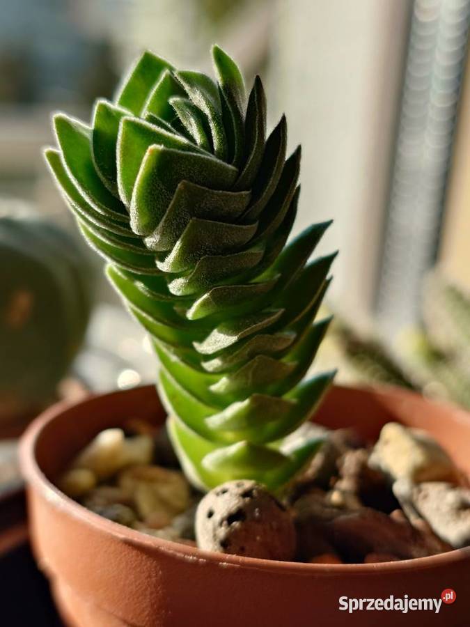 Crassula Kimnachi Buddhas Temple grubosz mazowieckie Warszawa