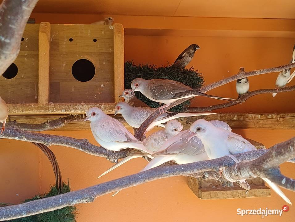 Gołąbki diamentowe Zwierzęta śląskie Blachownia