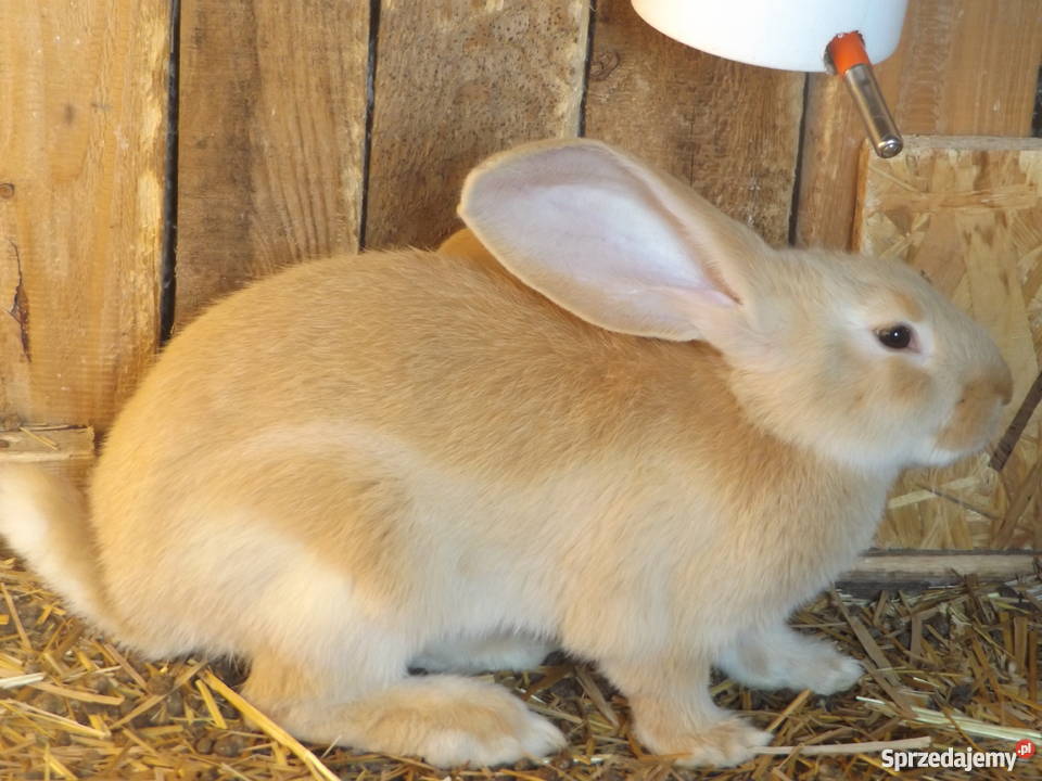 Króliki Baran Francuski i Olbrzym Belgijski Solec sprzedam