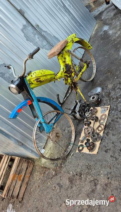 Komar lubelskie Biała Podlaska