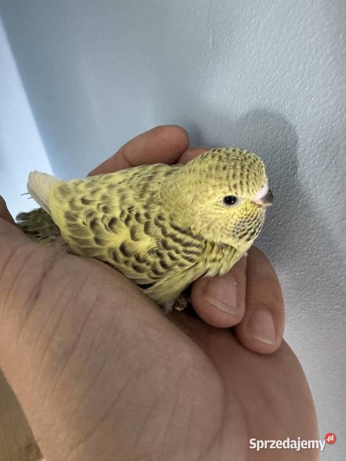 Papużki Faliste Blackface 2025 Zwierzęta Brzeszcze sprzedam