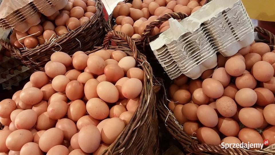 Jajka wiejskie ekologiczne z wolnego wybiegu Biała Podlaska