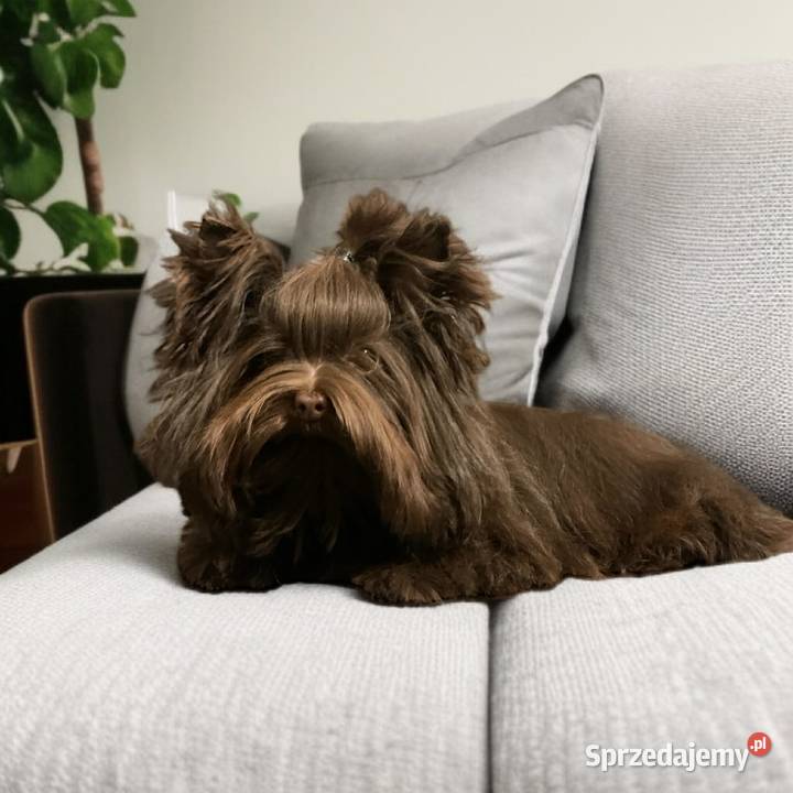 York Czekladowy piesek piękny bez wad York opolskie Namysłów