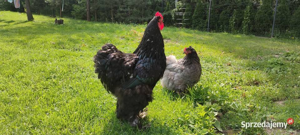 Kochin olbrzymi kogut Drób i ptactwo Tokarówka