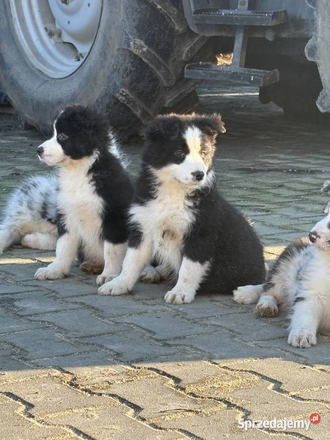 Border collie szczeniaki Błaszki