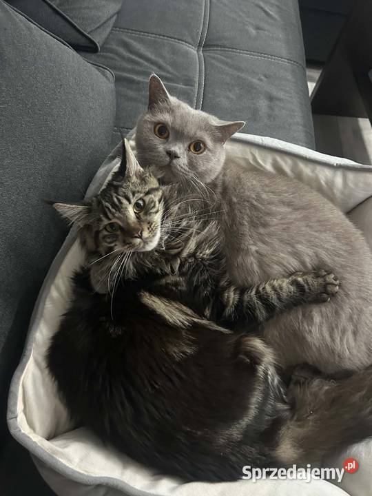 Oddam młodą kotkę rasy Maine Coon w ręce Kluczbork
