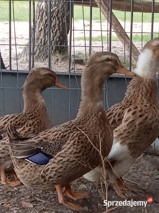 Kaczki kaczory staropolskie z czapkami Jezioro