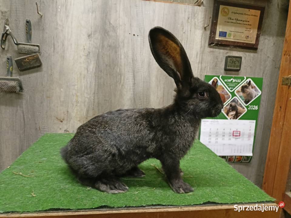 Belgijski olbrzym Leżajsk