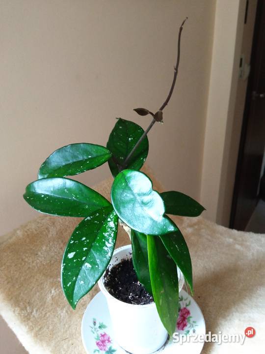 Żyworódki fiołki i inne kwiatki 10