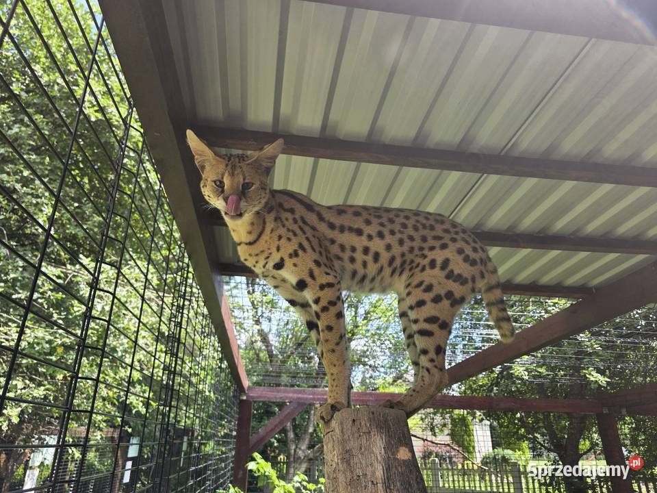 Serwal sawannowy serval kot egzotyczny samiec Kraków
