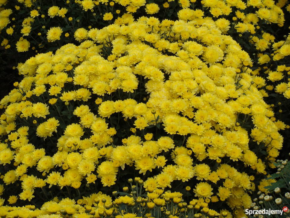chryzantemy Rośliny Gałkowice-Ocin