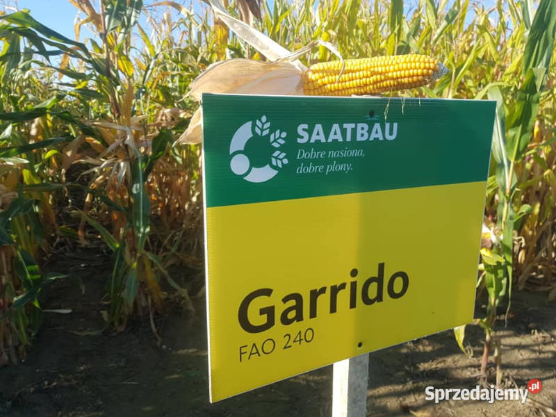 Materiał siewny kukurydza Garrido FAO 240 Opti sprzedam