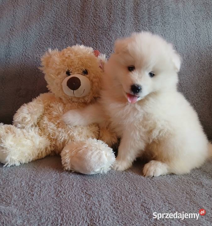Samoyed Samojed szczenięta Toruń
