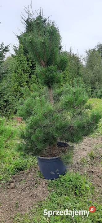 Sosna Czarna 150250 w donicykopana z gruntu