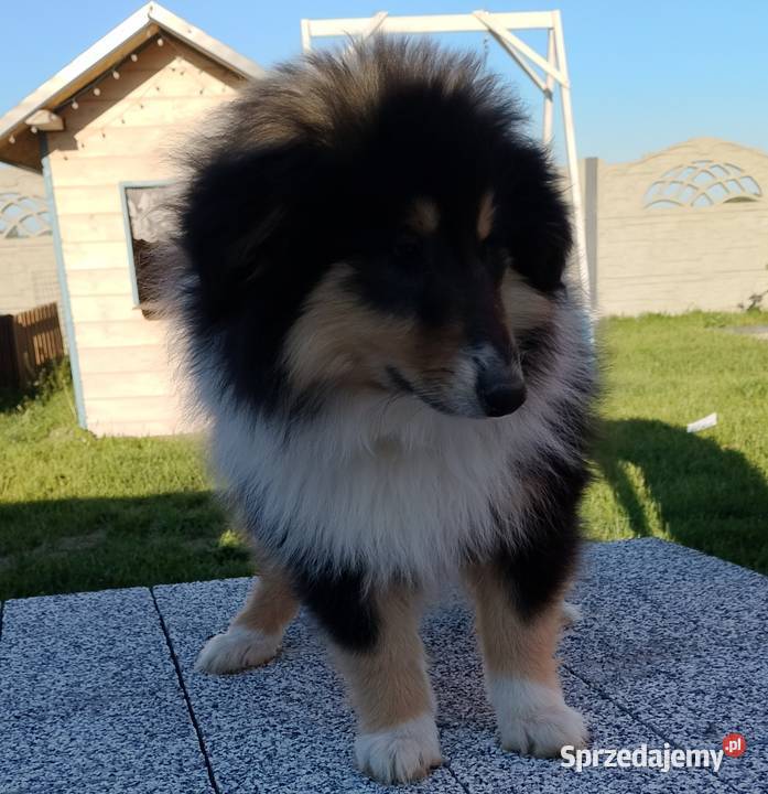 Owczarek szkocki collie ZKwP FCI Warszawa