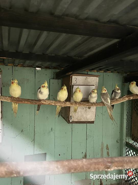 Papugi nimfy pary lęgowe I młode 25r Skała