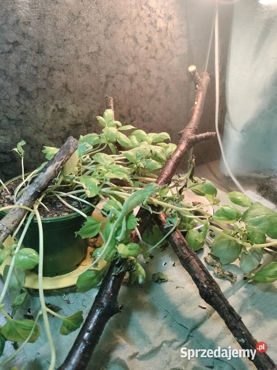 Młode kameleony śląskie Rybnik