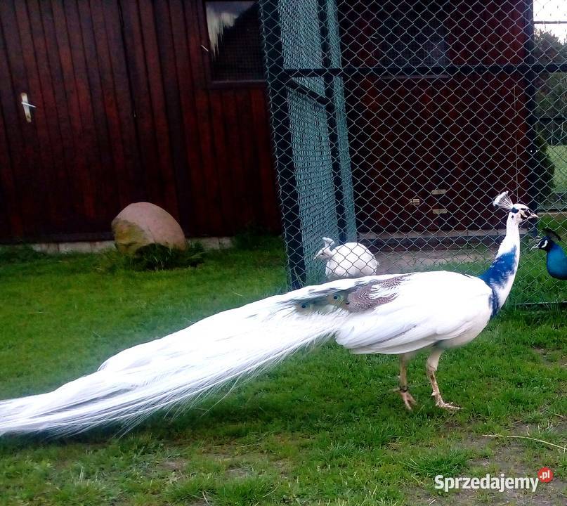 PAW PAWIE Łuków sprzedam