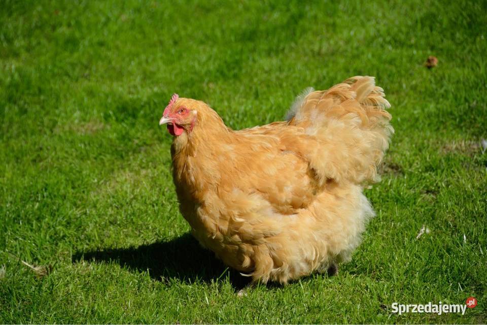 Jaja lęgowe kochin olbrzymi lubelskie Uchanie