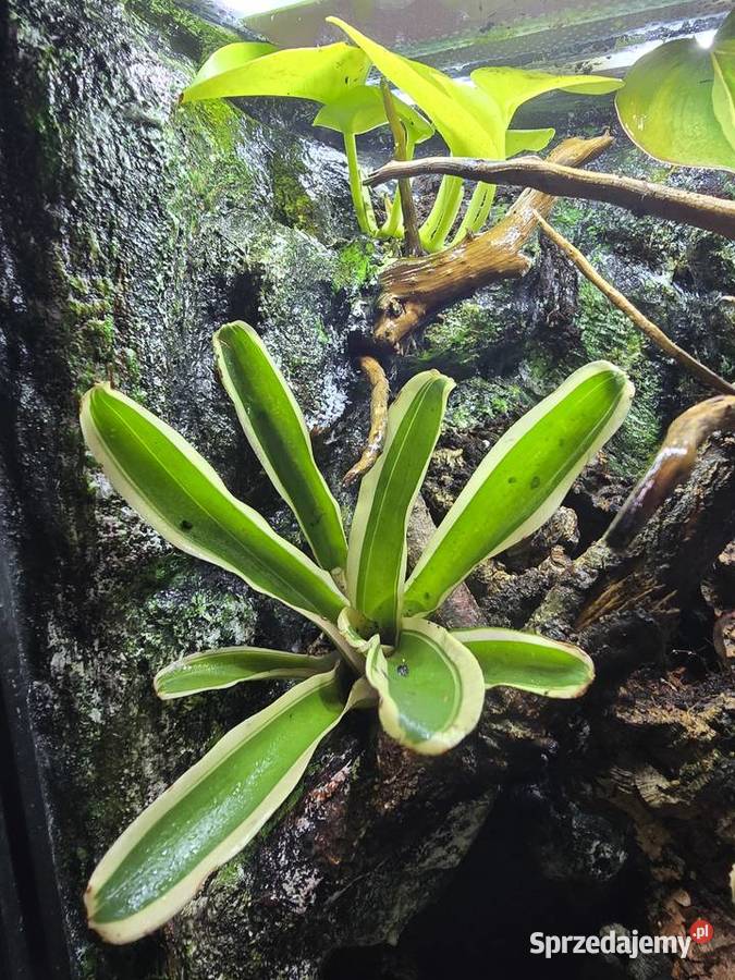 Terrarium tropikalne 25x25x40 z gekonami Gady i płazy wielkopolskie Ostrów Wielkopolski