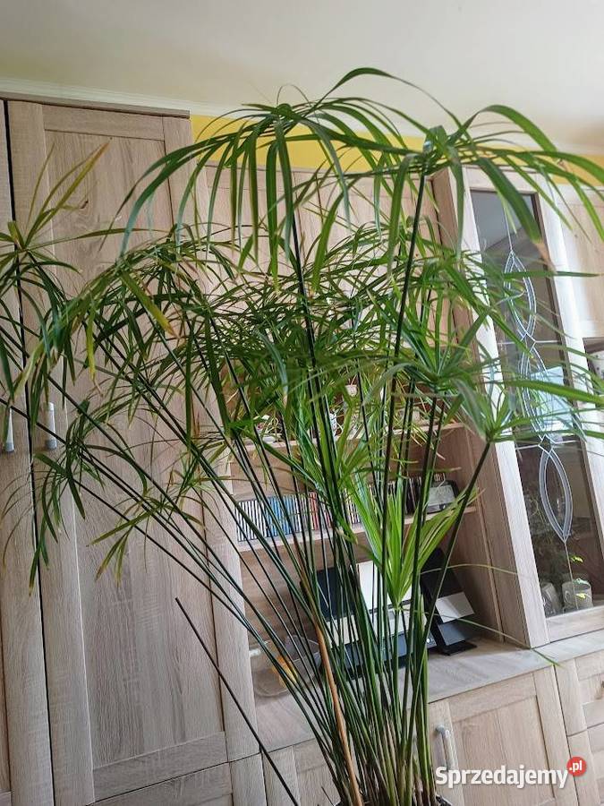 Kwiat doniczkowy Papirus dolnośląskie Dzierżoniów