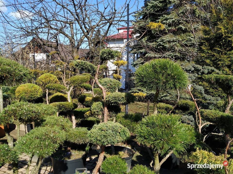 Bonsai do ogrodu szkółka Niwaki Drzewka i krzewy sprzedam