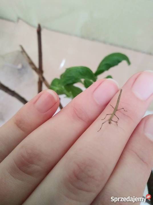 Patyczaki indyjskie młode Sułkowice