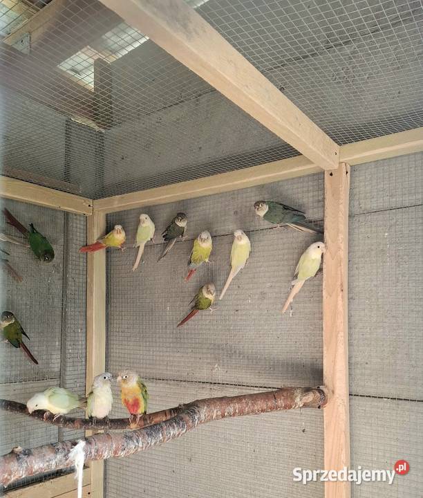 Rudosterki różne mutacje 2025 Konin