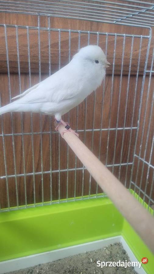 Biały kanarek Wieliczka sprzedam