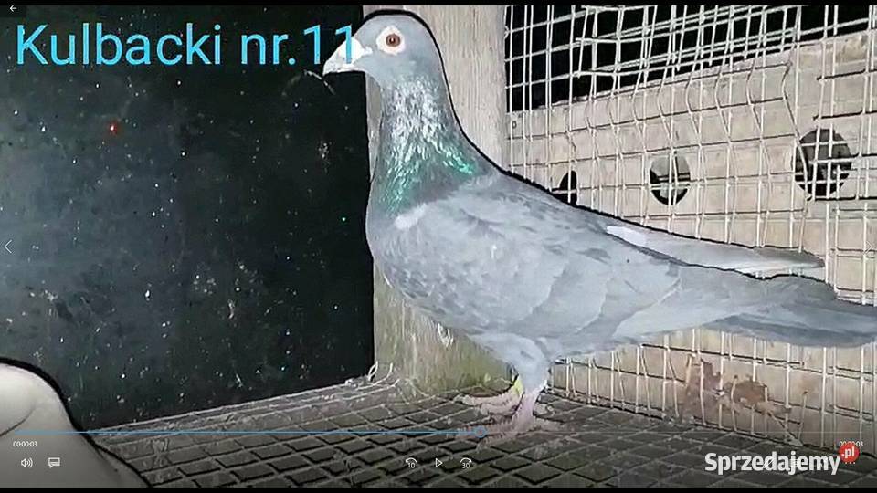 Golomp pocztowy Huyskens van Riel Paczyna