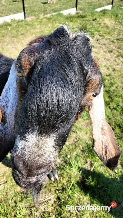 Sprzedam kozła anglonubijskiego Raciechowice sprzedam