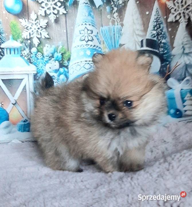 Szpic miniaturowy pomeranian łódzkie Pabianice