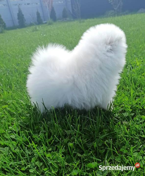 Pomeranian suczka Biała kuleczka puchata ŚLICZN Wrocław
