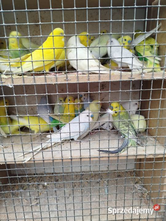 SprzedamZamienię Nimfy Faliste sprzedam