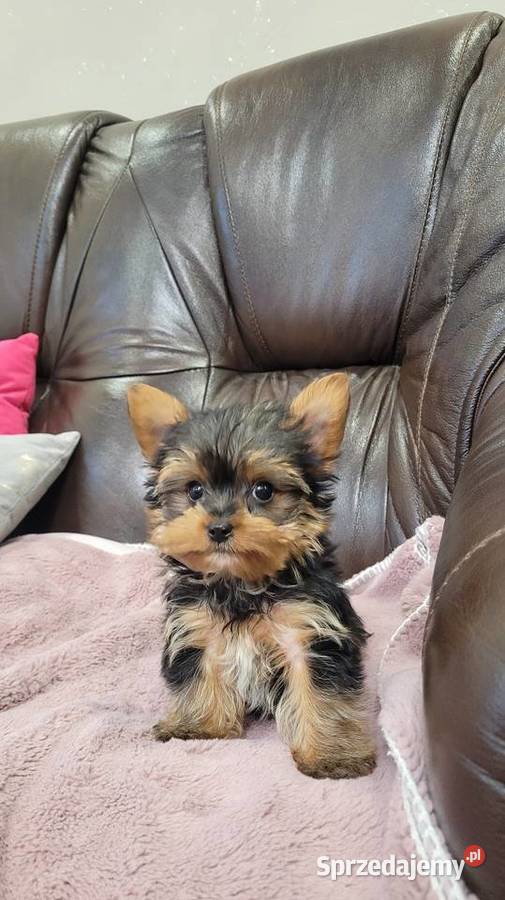 Yorkshire terrier maleńki piesek z wyprawką Kraków